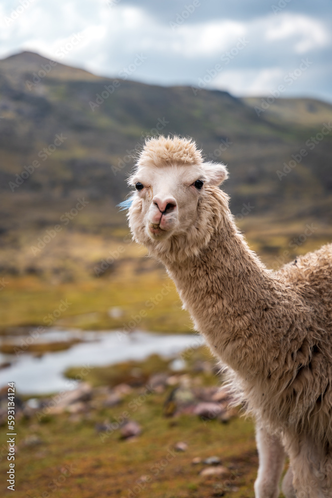 Obraz premium Alpaca, Llama in high altitudes in south american Andes in Peru, Ausangate, Cusco