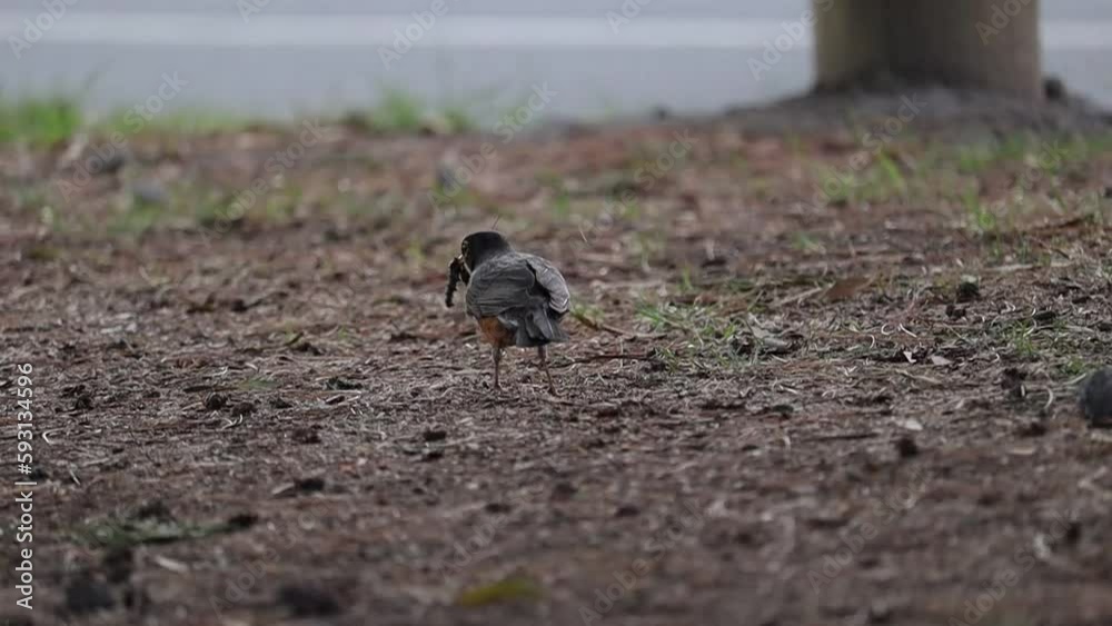 Pájaro comiendo gusano en cámara lenta Pájaro comiendo gusano en cámara lenta
