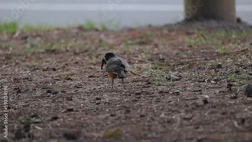 Pájaro comiendo gusano en cámara lenta