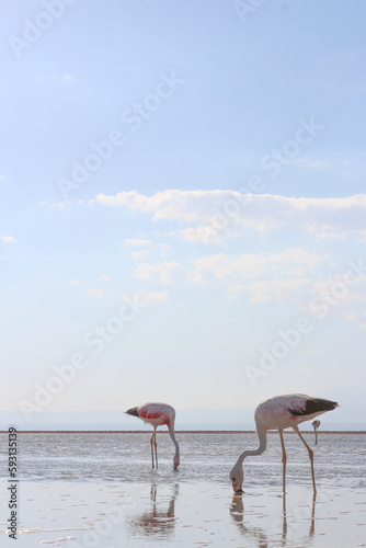 Flamingos eating krill in water