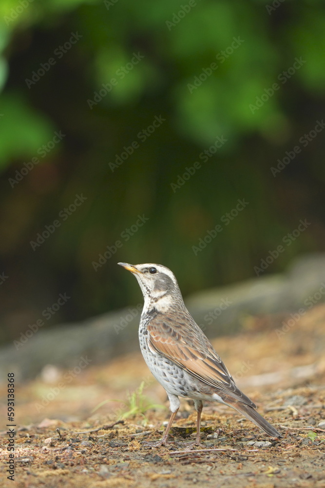 thrush in a forest thrush in a forest