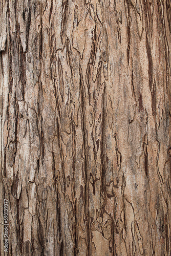 Tree bark cracked texture background