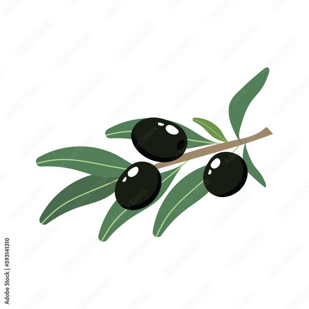 Olive hand drawn branch with black olives isolated on white background. Vector illustration Olive hand drawn branch with black olives isolated on white background. Vector illustration