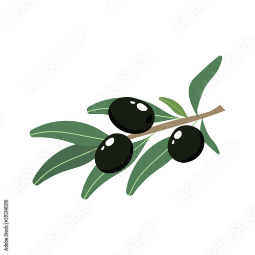 Olive hand drawn branch with black olives isolated on white background. Vector illustration