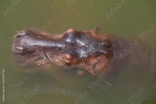 Close up head hippopotamus In the river
