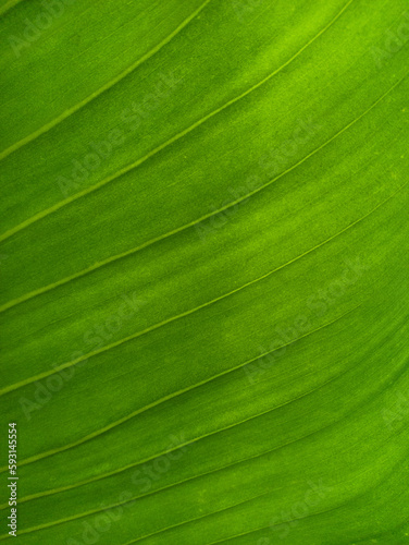 green leaf, close-up, leaf pattern background
