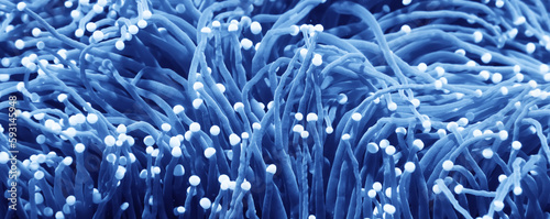 Fotografija anemone actinia texture underwater reef sea coral