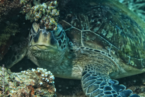 sea turtle underwater portrait tropical reef wildlife © kichigin19