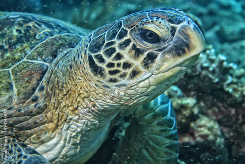 sea turtle underwater portrait tropical reef wildlife