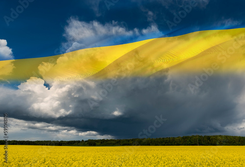 Field of rapeseed, colorful cumulus clouds, blue sky and digitally inserted elements of Ukrainian State Flag. Concept of sustainable agriculture industry and weather forecast 