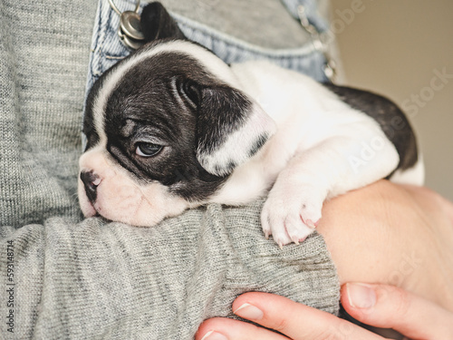 Lovable, pretty puppy and female hands. Clear, sunny day. Close-up, indoors. Studio photo. Day light. Concept of care, education, obedience training and raising pets © Svetlana
