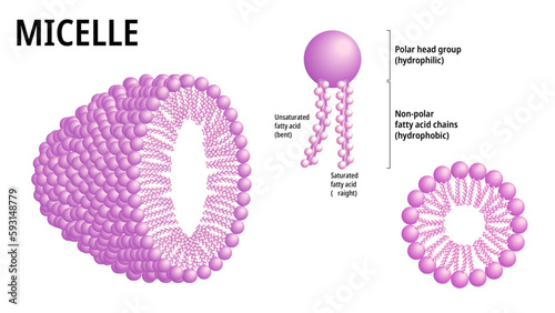 Micelle - Phospholipid Structure with Hydrophobic, Hydrophilic, and Fatty Acid - Medical Vector Illustration