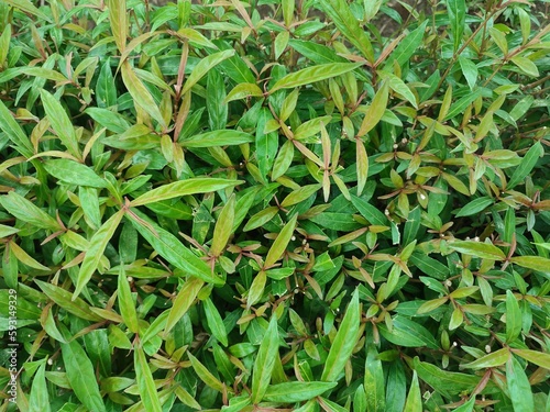 Background The gandarusa plant with the scientific name Justicia gendarussa Burm .f. is a tropical shrub commonly found in home yards.