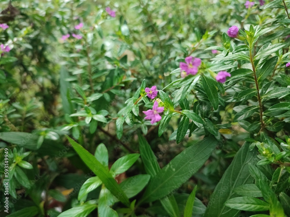 Obraz premium Taiwan Beauty flower is a shrub that can grow to a height of about 30-40 cm. This plant has small, fine-textured, glossy green leaves and grows along the stalk of the plant.