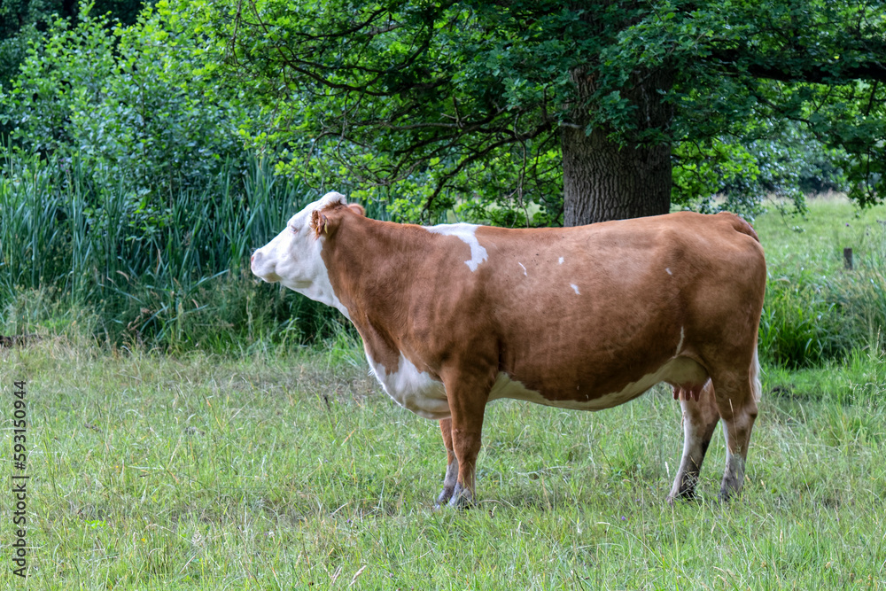 Obraz premium Cows in a pasture.