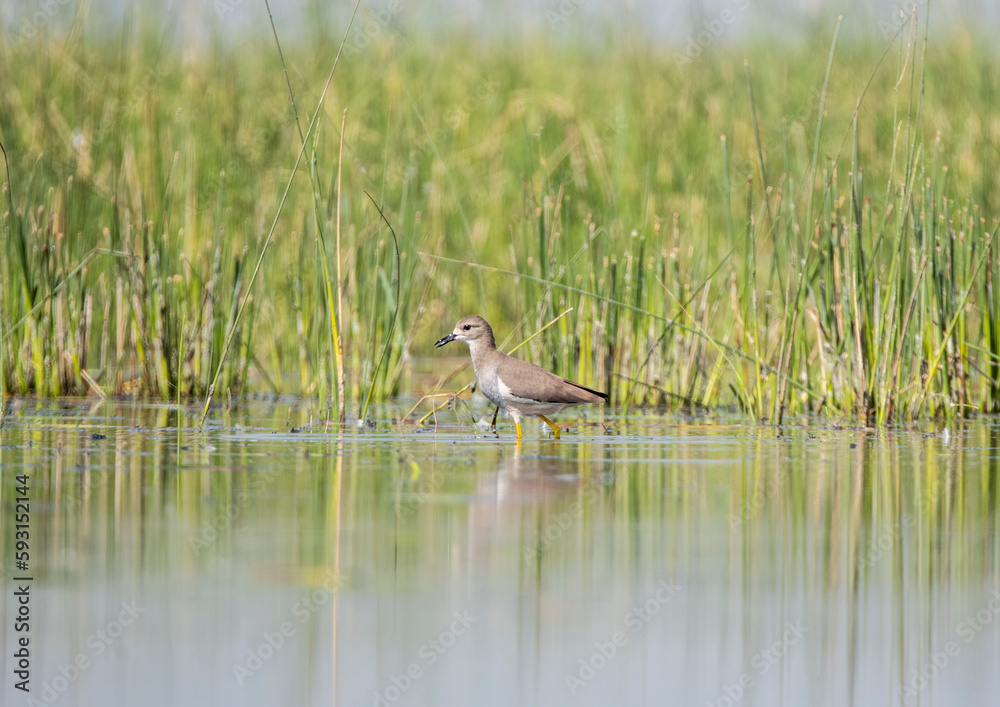 A white-tailed lapwing wading through the marshy waters of lake Nalsarovar in Gujarat A white-tailed lapwing wading through the marshy waters of lake Nalsarovar in Gujarat