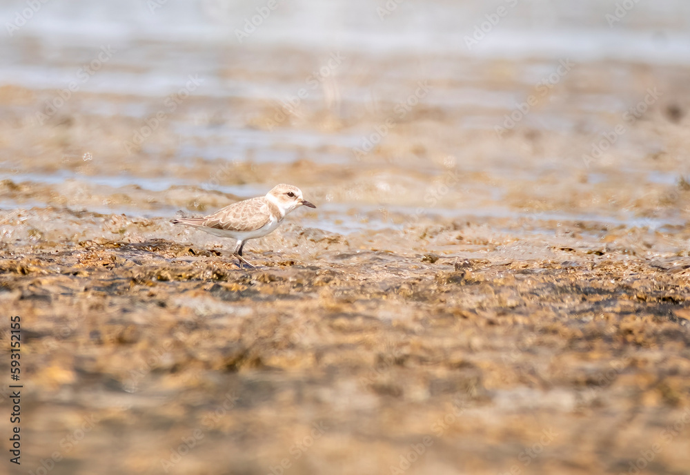 A kentish plover wading at the edge of marshy waters in the lake waters of Nalsarovar in Gujarat A kentish plover wading at the edge of marshy waters in the lake waters of Nalsarovar in Gujarat