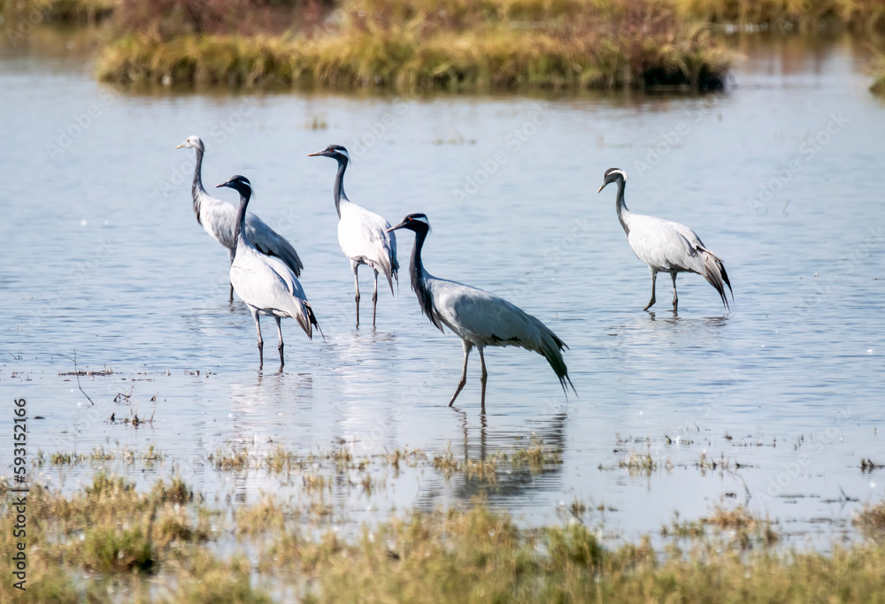 A group of Demoiselle crane wading through marshy waters on the outskirts of Nalsarovar in Gujarat A group of Demoiselle crane wading through marshy waters on the outskirts of Nalsarovar in Gujarat