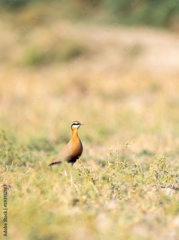An Indian Courser standing still among a cultivation land on the outskirts of Nalsarovar Bird Sanctuary in Gujarat An Indian Courser standing still among a cultivation land on the outskirts of Nalsarovar Bird Sanctuary in Gujarat