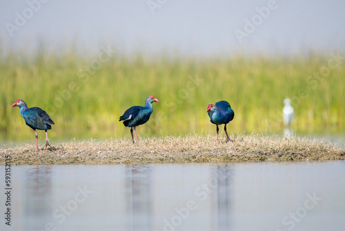 A group of Purple moorhen wading through the shallow waters inside Nalsarovar Bird Sanctuary during a boat safari photo