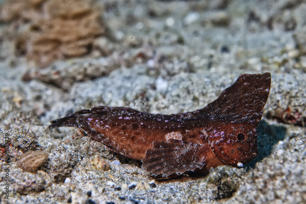 Fototapeta premium fishleaf underwater photo sea underwater photo scorpion fish