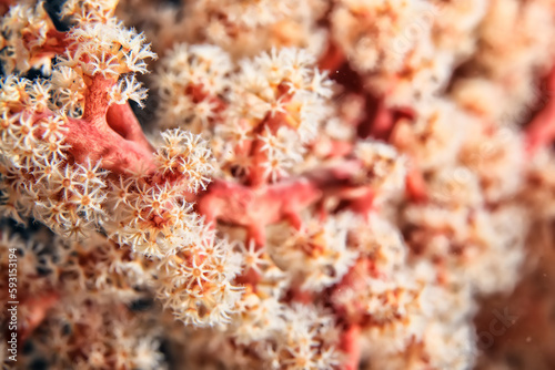 Fototapeta Naklejka Na Ścianę i Meble -  soft coral underwater background reef ocean