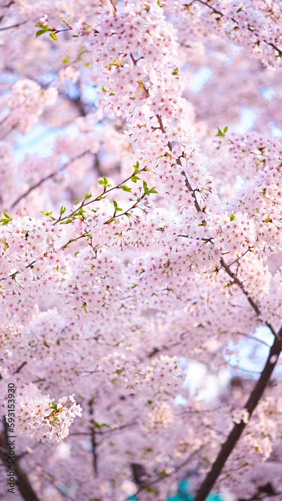 Fototapeta premium Cherry Blossom during sring in Seoul, South Korea.