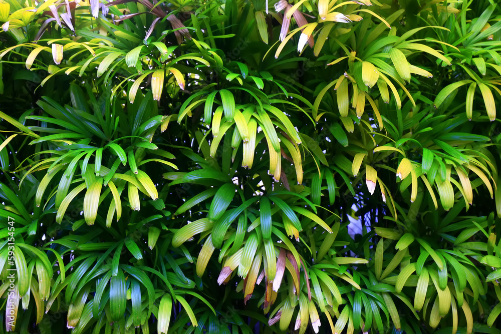 Obraz premium tropical greenery leaves abstract background jungle nature rainforest