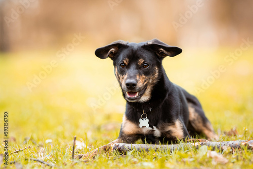 black and brown shorthaired one year old mutt dog, mongrel dog lying in the grass, wearing a collar with a bone-shaped tag on his neck, a stick lying by his paws, blurred background 