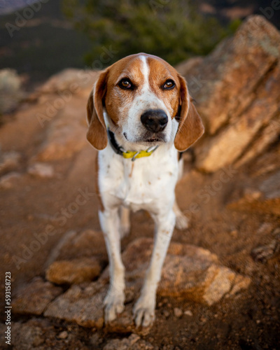 American Foxhound Dog Hiking on Mountain Summit in Colorado Springs