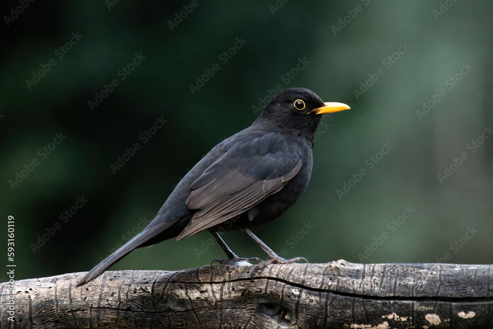 Close up portrait of male turdus merula or mirlo Close up portrait of male turdus merula or mirlo
