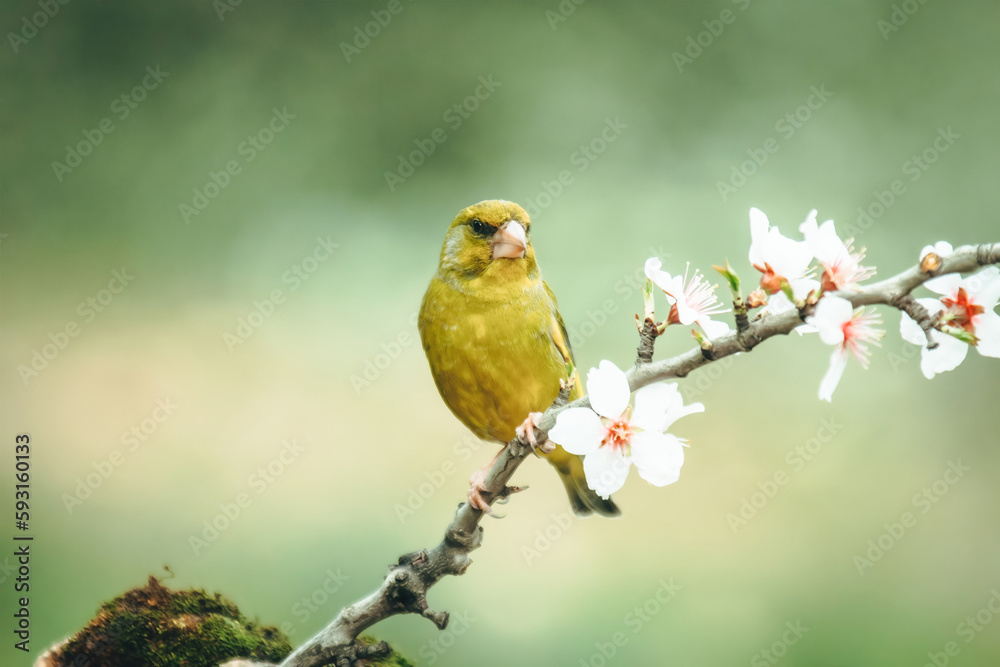 European Greenfinch-The European Greenfinch, or just Greenfinch European Greenfinch-The European Greenfinch, or just Greenfinch