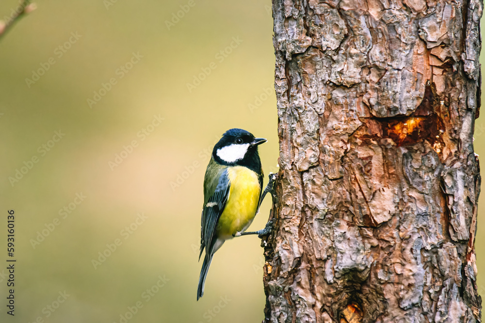 Obraz premium The great tit (Parus major) is a passerine bird i