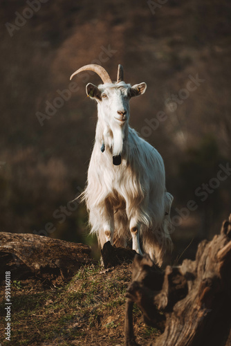 A male goat looking out in the mountains photo