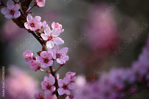 Beautiful spring flowering tree - Japanese Sakura Cherry. Natural colorful background in spring time.
