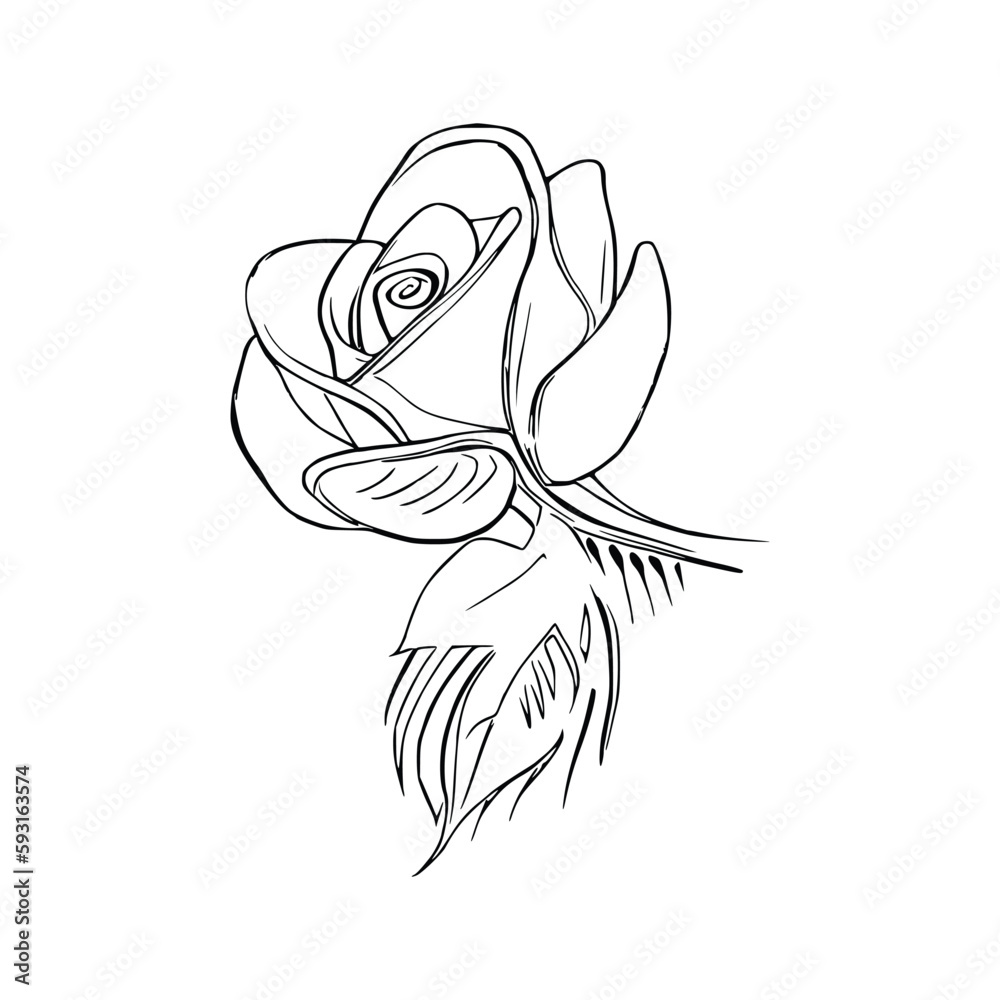 Fototapeta premium Beautiful Roses Coloring Book line art vector.
