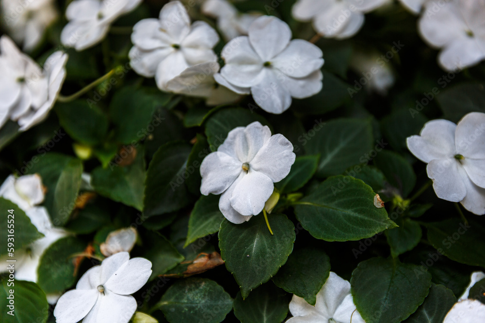 Obraz premium Blooming petals and leaves of impatiens sodenii