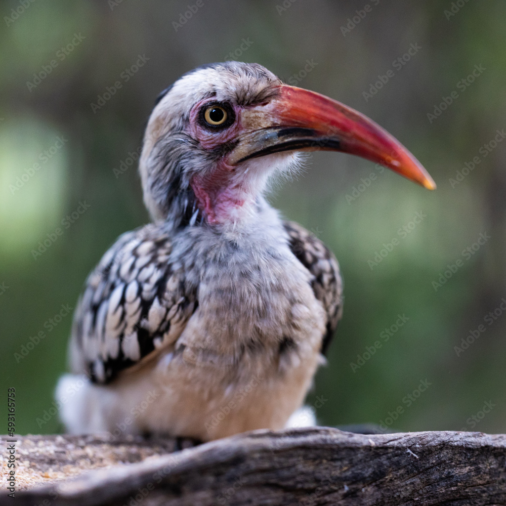 Fototapeta premium Portrait of a red-billed hornbill