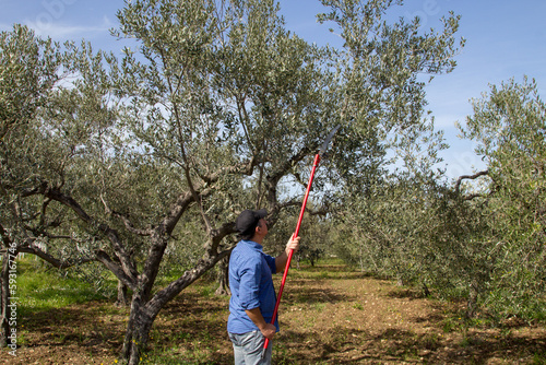 Image of a farmer in the countryside who cuts the branches of a tree with a telescopic saw. Spring pruning of an olive tree.
