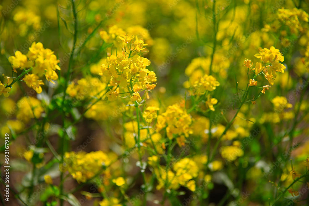 Yellow rape flower bloom in the farm