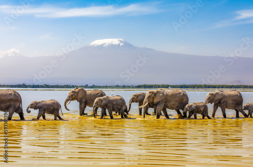 Mount Kilimanjaro with a herd of elephants walking across the foreground. Amboseli national park, Kenya. © Gunter