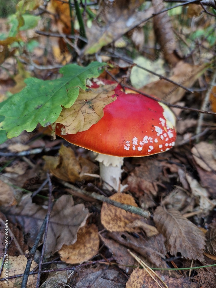 mushroom under the leaf