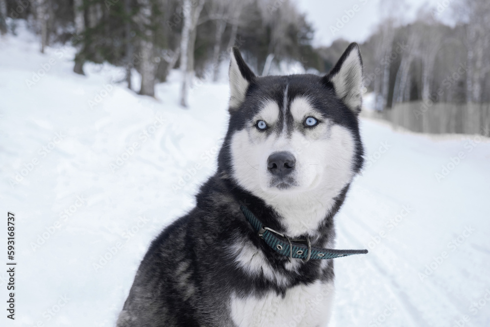 Siberian Husky with blue eyes in the forest in winter