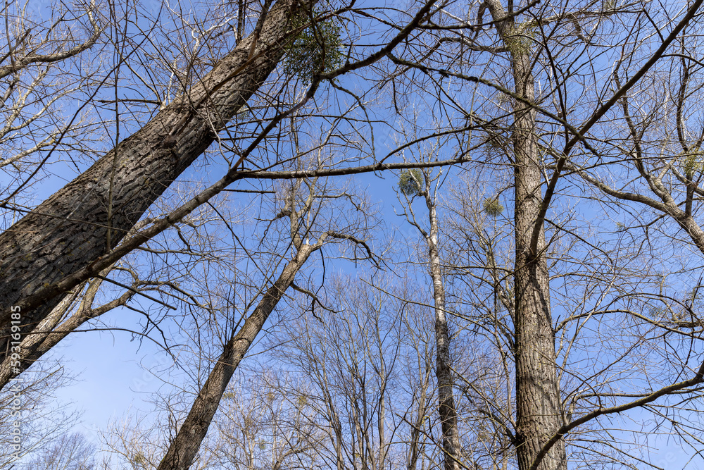 Bare trees in sunny spring weather, bare deciduous trees Bare trees in sunny spring weather, bare deciduous trees