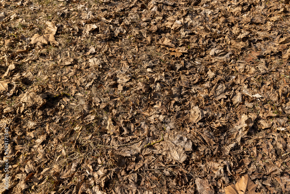 old leaves fallen in autumn on the ground in the spring season old leaves fallen in autumn on the ground in the spring season
