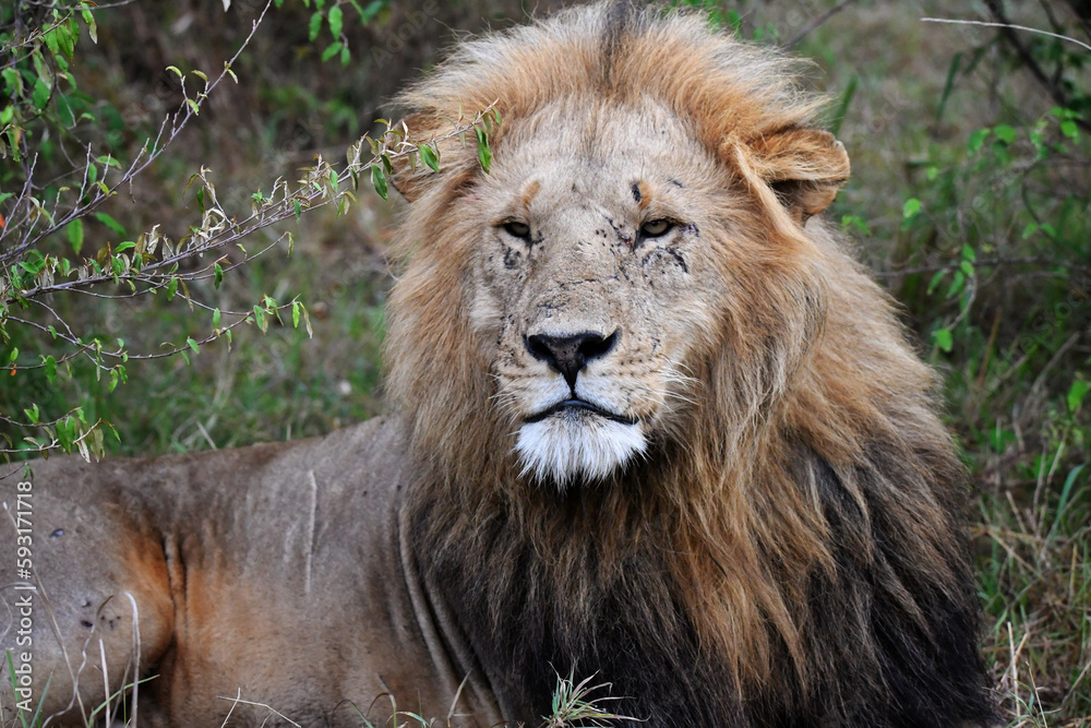 male lion resting in daylight 