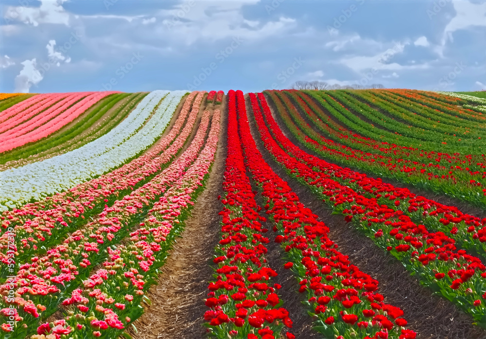 Sea of ​​flowers from colorful blooming tulips with waves