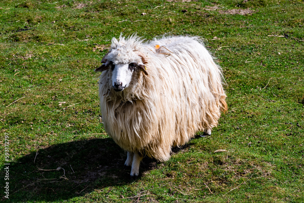 A sheep on a green meadow