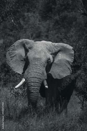 Elephant walking in the South African bush 