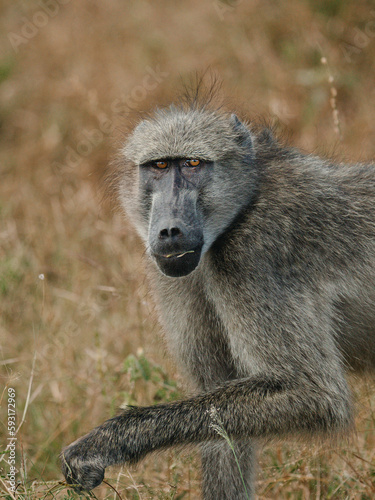 baboon sitting on the ground